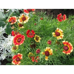 nasiona Złocień trójbarwny Dunnettii swikx161