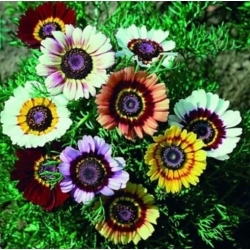 nasiona Złocień trójbarwny Dunnettii swikx161