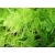 nasiona Asparagus pierzasty swikx263