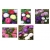 nasiona Aster chryzantemowy mix swikx126