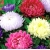 nasiona Aster chryzantemowy mix swikx126