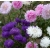 nasiona Aster chryzantemowy mix swikx126