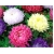 nasiona Aster chryzantemowy mix swikx126