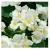 nasiona Begonia Barbara biała swikx171