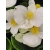 nasiona Begonia Barbara biała swikx171