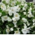 nasiona Begonia Barbara biała swikx171