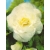 nasiona Begonia Barbara biała swikx171
