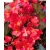 nasiona Begonia czerwona, czerwonolistna swikx170