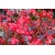 nasiona Begonia czerwona, czerwonolistna swikx170