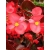 nasiona Begonia czerwona, czerwonolistna swikx170