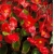 nasiona Begonia czerwona, czerwonolistna swikx170