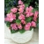 nasiona Begonia Papillon Rose swikx172