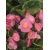 nasiona Begonia Papillon Rose swikx172
