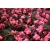 nasiona Begonia Papillon Rose swikx172