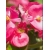 nasiona Begonia Papillon Rose swikx172