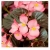 nasiona Begonia różowa, czerwonolistna swikx169