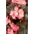nasiona Begonia różowa, czerwonolistna swikx169