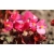 nasiona Begonia różowa, czerwonolistna swikx169