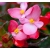 nasiona Begonia różowa, czerwonolistna swikx169