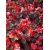 nasiona Begonia różowa, czerwonolistna swikx169