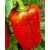 nasiona Papryka pieprzowiec Bio swikx107