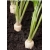 nasiona pietruszka korzeniowa Halblange ekolog swikx100