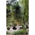 nasiona Dracena smocza swikx260