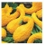 nasiona Dynia ozdobna Yellow Crookneck swikx217