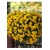 nasiona Fiołek zwisający żółty swikx176