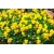 nasiona Fiołek zwisający żółty swikx176