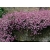 nasiona Gipsówka wiechowata różowa swikx181