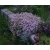 nasiona Gipsówka wiechowata różowa swikx181