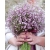 nasiona Gipsówka wiechowata różowa swikx181
