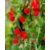 nasiona Groszek pachnący czerwony swikx132