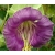 nasiona Kobea pnąca fioletowa swikx221