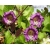 nasiona Kobea pnąca fioletowa swikx221