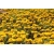nasiona Kocanka, Nieśmiertelnik żółty swikx185