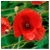 nasiona Mak polny czerwony swikx113