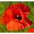 nasiona Mak polny czerwony swikx113