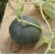 nasiona owoców Melon Charentaise - cukrowy