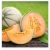 nasiona owoców Melon Malaga F1
