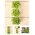 nasiona Microgreens Bazylia cytrynowa młode listki swikx16