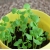 Microgreens Bazylia zielona młode listki swikx47