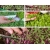 nasiona Microgreens Decorazione niezwykły smak i aromat swikx58