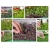 nasiona Microgreens Fit pack swikx61