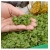 nasiona Microgreens Gorczyca sarepska młode listki swikx22