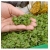nasiona Microgreens Gorczyca sarepska młode listki swikx22