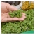 nasiona Microgreens Gorczyca sarepska młode listki swikx22