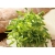 nasiona Microgreens Kolendra siewna młode listki swikx50