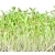 nasiona Microgreens Kolendra siewna młode listki swikx10